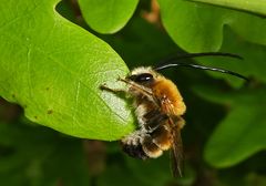 gestern war Bienentag