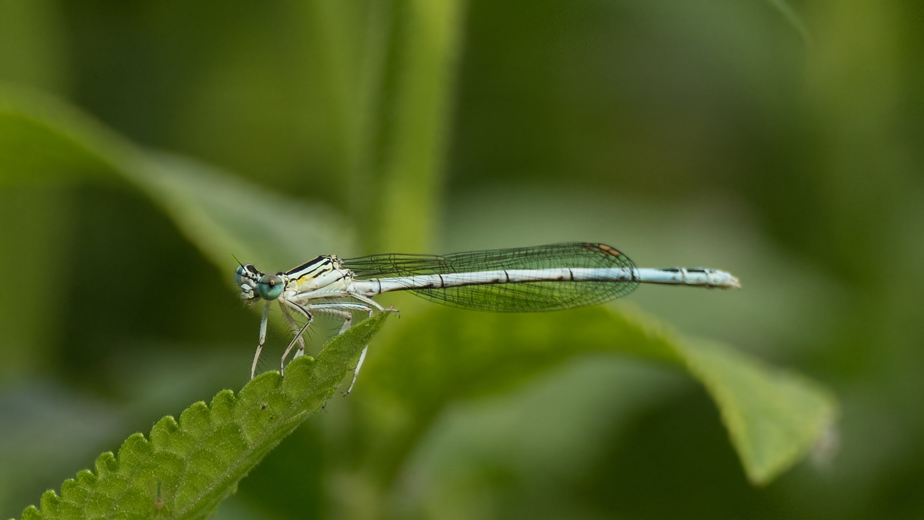 Gestern war ein guter Tag - blaue Federlibelle. Ein junges, noch farbloses Männchen