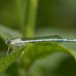 Gestern war ein guter Tag - blaue Federlibelle. Ein junges, noch farbloses Männchen