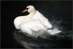 Gestern war ein "Schwänebadetagwetter", heut wird´s wohl ähnlich...