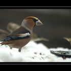 Gestern war er das erste Mal in unserem Garten . . . Kernbeisser