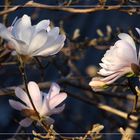 Gestern waren fast alle Blüten geöffnet ...