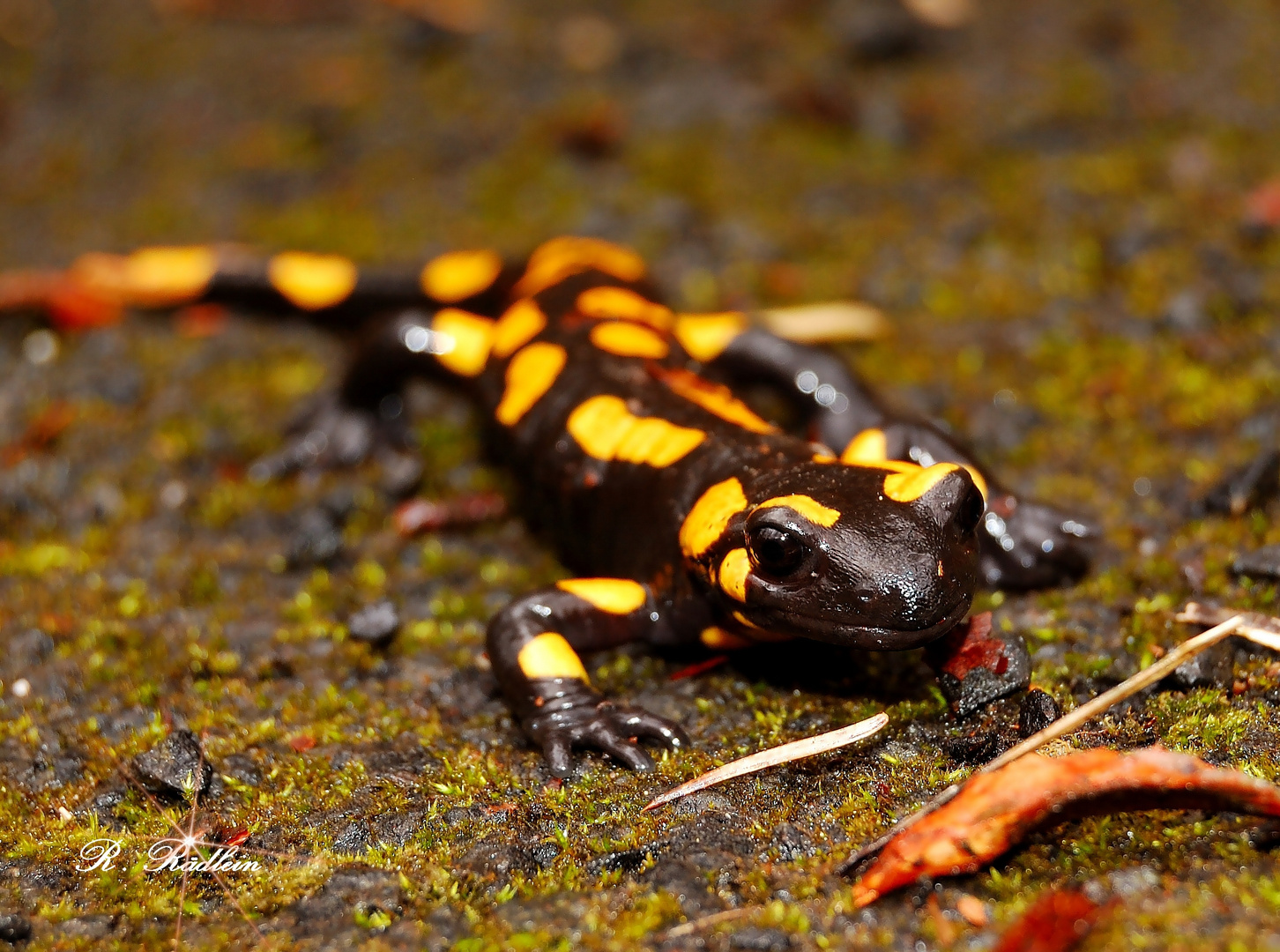 Gestern zwei Salamander gesehn.