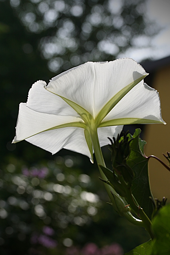 Gesternte Mondblume