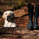 Gestiefelte Ansichten: Der Labrador Retriever