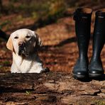 Gestiefelte Ansichten: Der Labrador Retriever