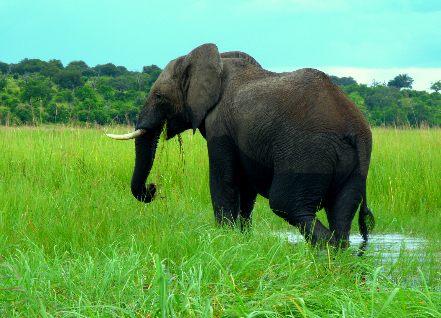 "gestiefelter Elefant"