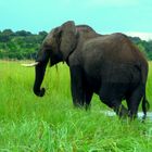 "gestiefelter Elefant"