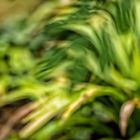 Gestische-Pflanzen-Fotografie
