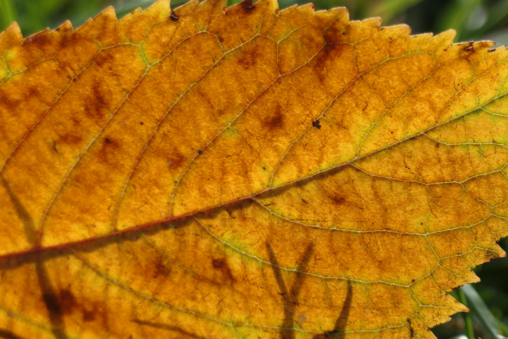 gestochen scharfes Herbstblatt