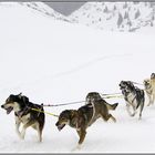 Gestöber im Schnee