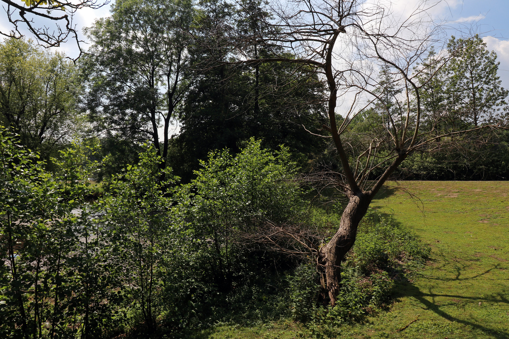 Gesträuch am Südteich