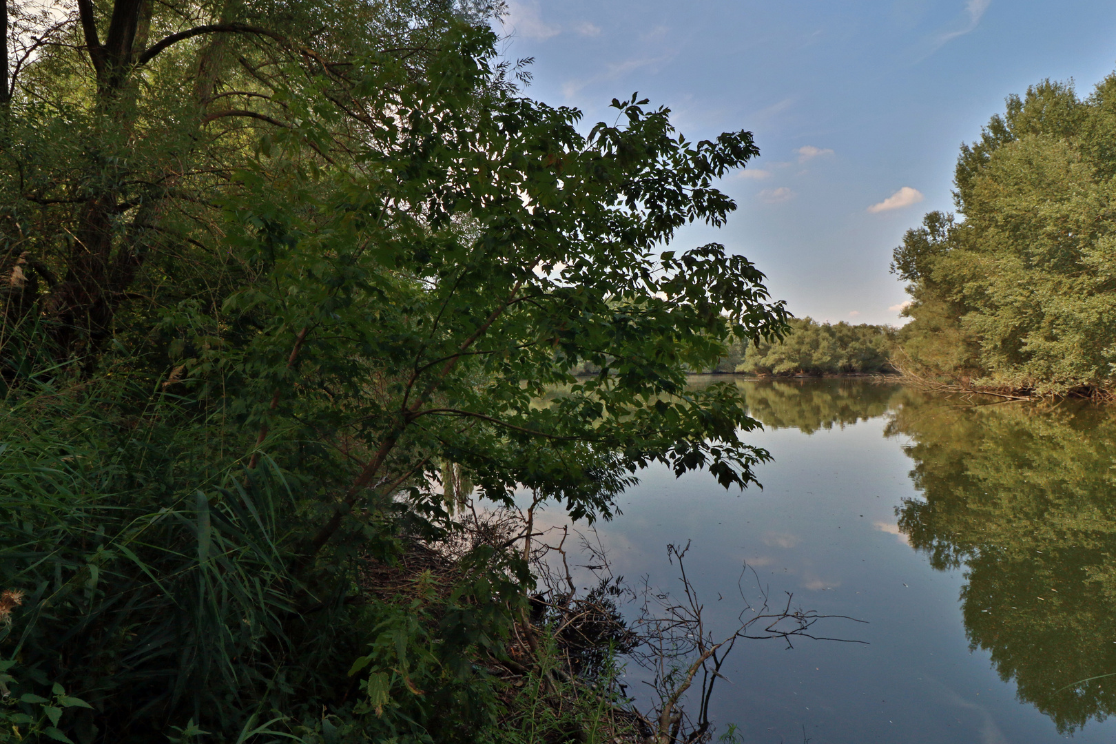 Gesträuch am Untersee