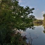 Gesträuch am Untersee