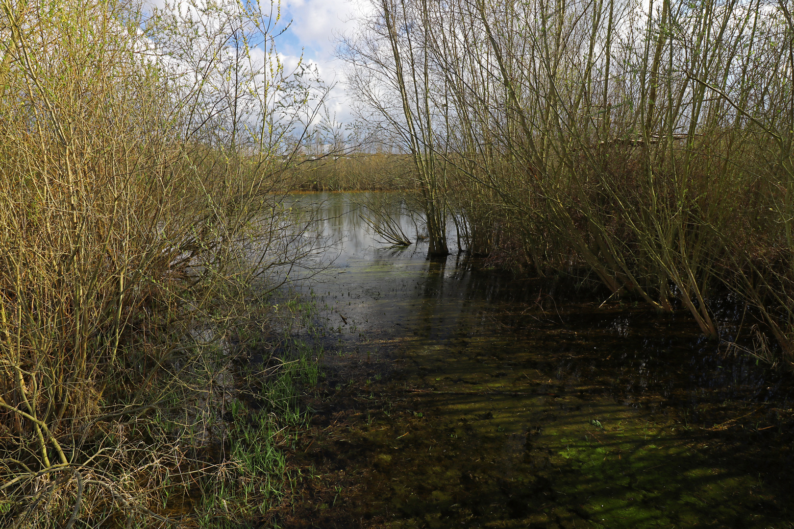 Gesträuch am Wasser