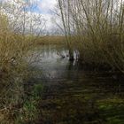 Gesträuch am Wasser