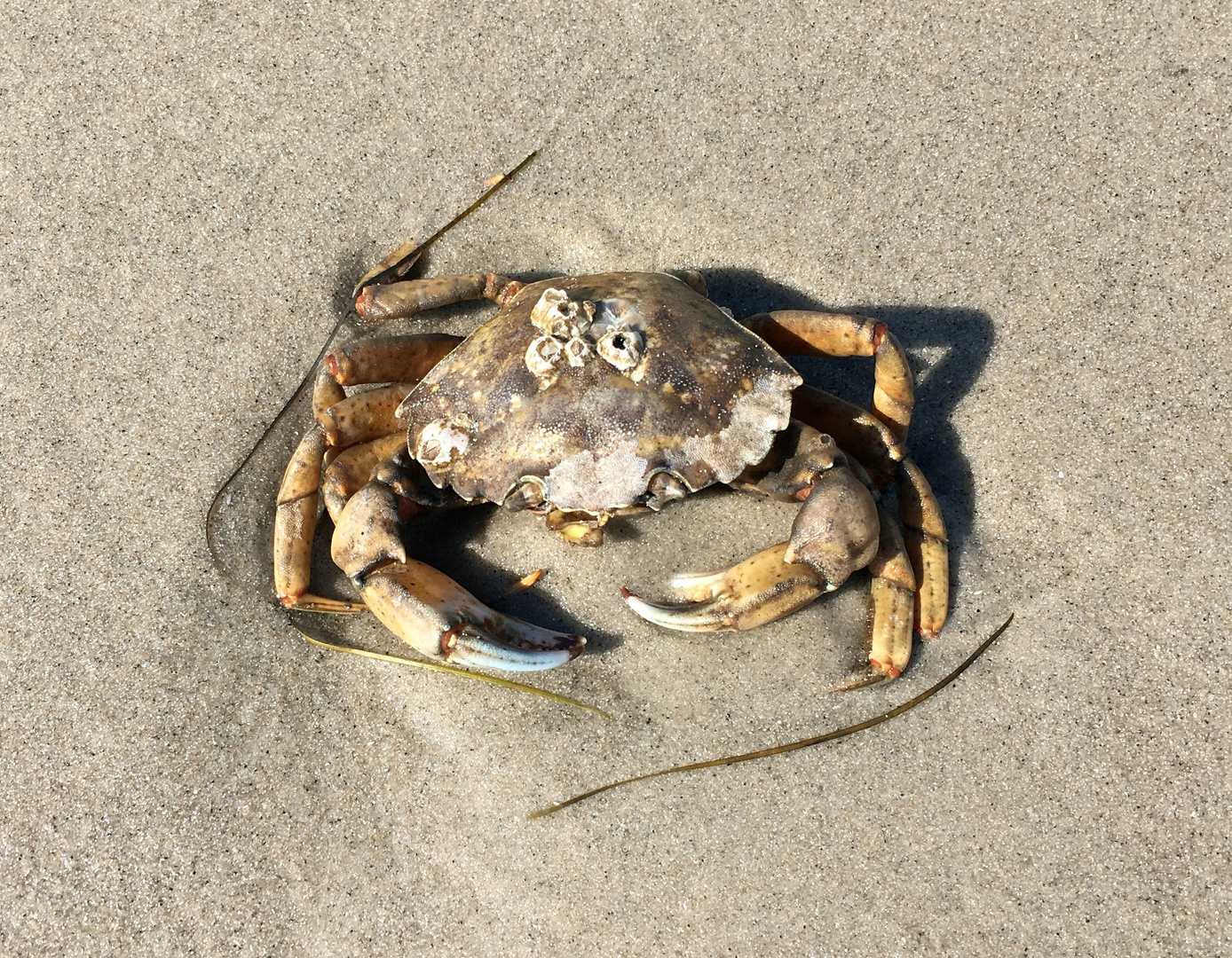 gestrandet auf dem Kniepsand, Insel Amrum