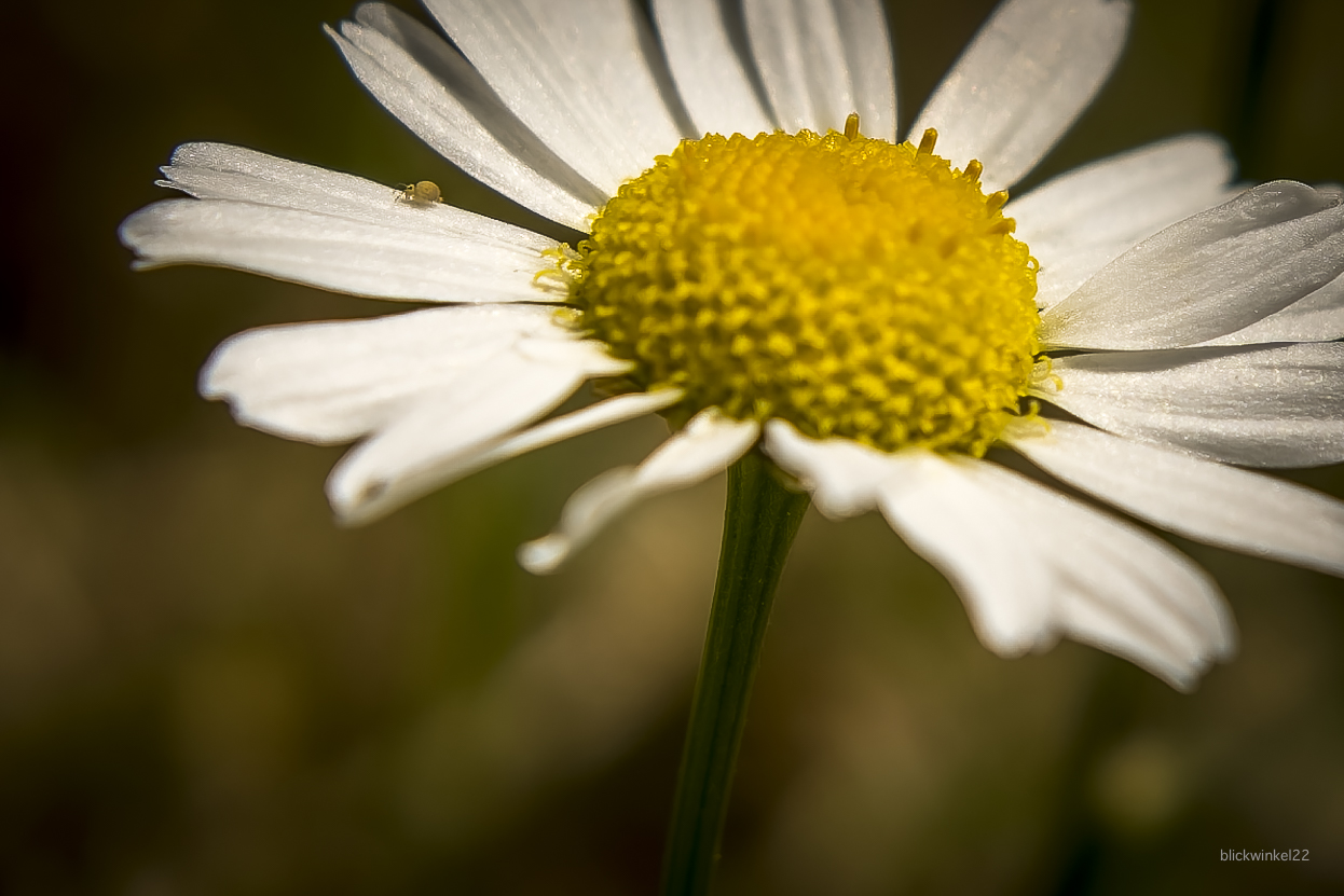 gestrandet auf einer einsamen Blüte