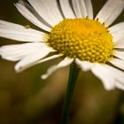 gestrandet auf einer einsamen Blüte