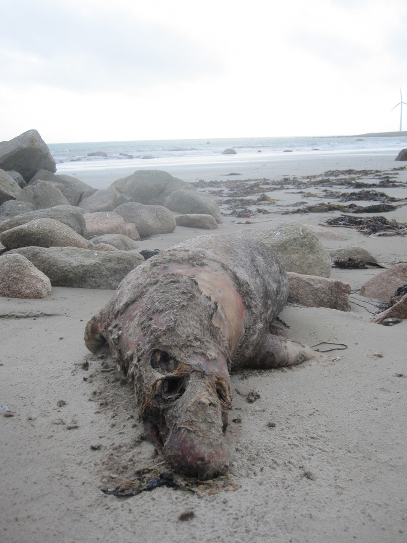 Gestrandet / Aufgenommen in IRL-Rosslare Habour