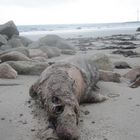 Gestrandet / Aufgenommen in IRL-Rosslare Habour