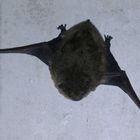 Gestrandete Fledermaus