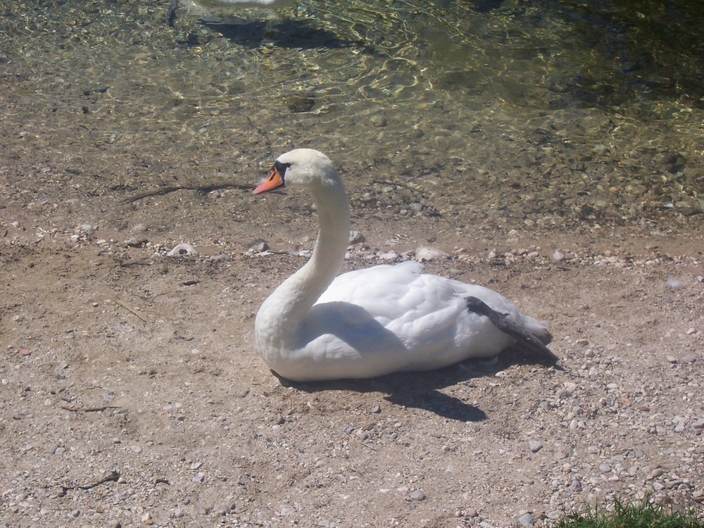 Gestrandeter Schwan