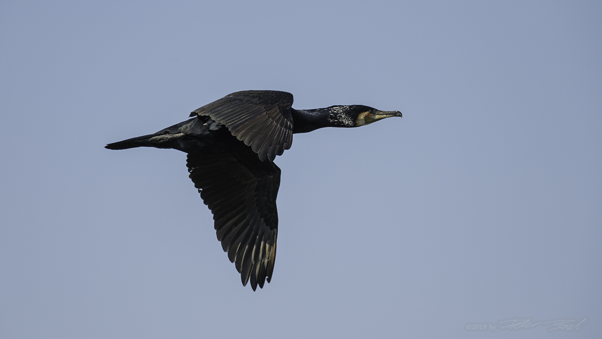 Gestreckter Flug