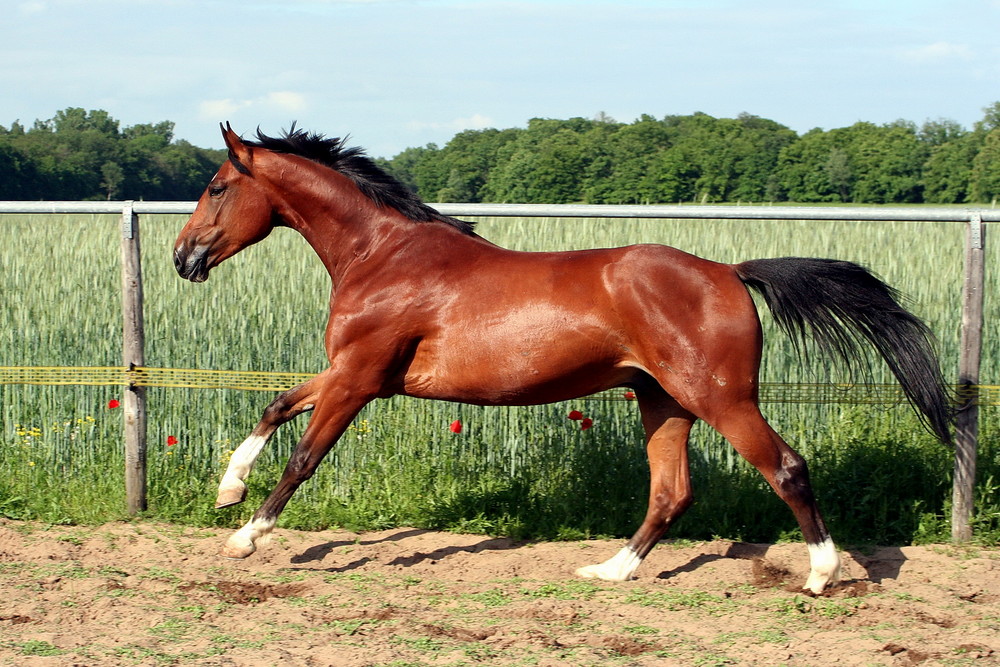 Gestreckter Galopp auf dem Paddock