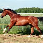 Gestreckter Galopp auf dem Paddock