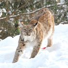 gestreckter Luchs