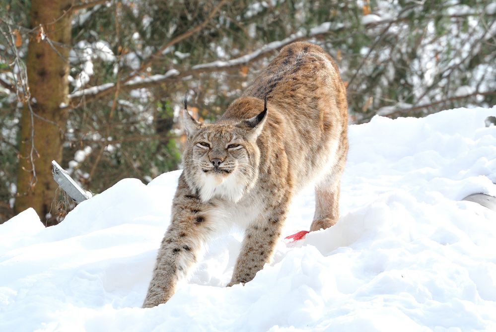 gestreckter Luchs