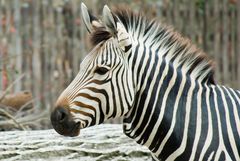 Gestreift - einfach - ohne Hintergrundzebra