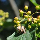 gestreift im Grünen