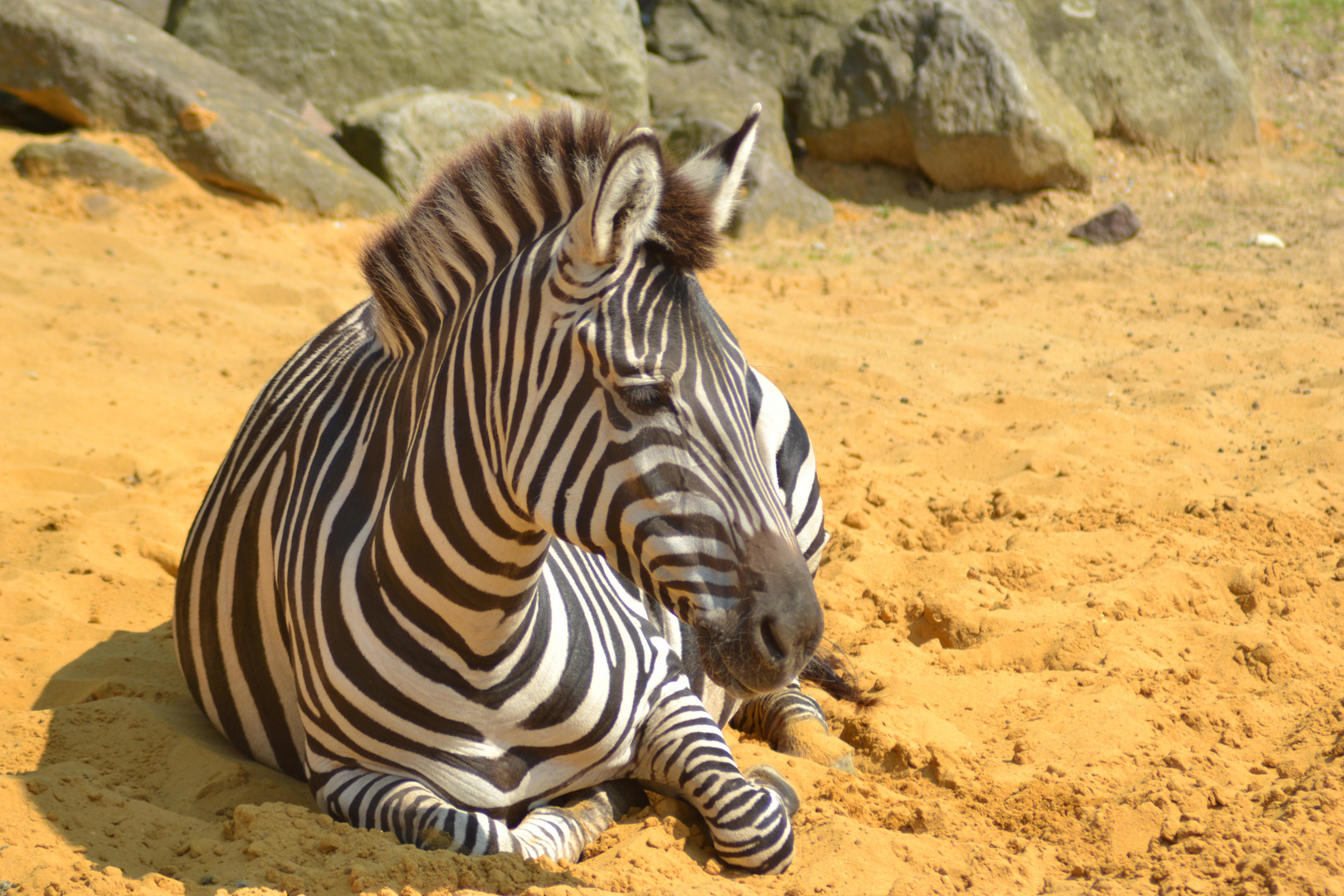 Gestreift im Sand