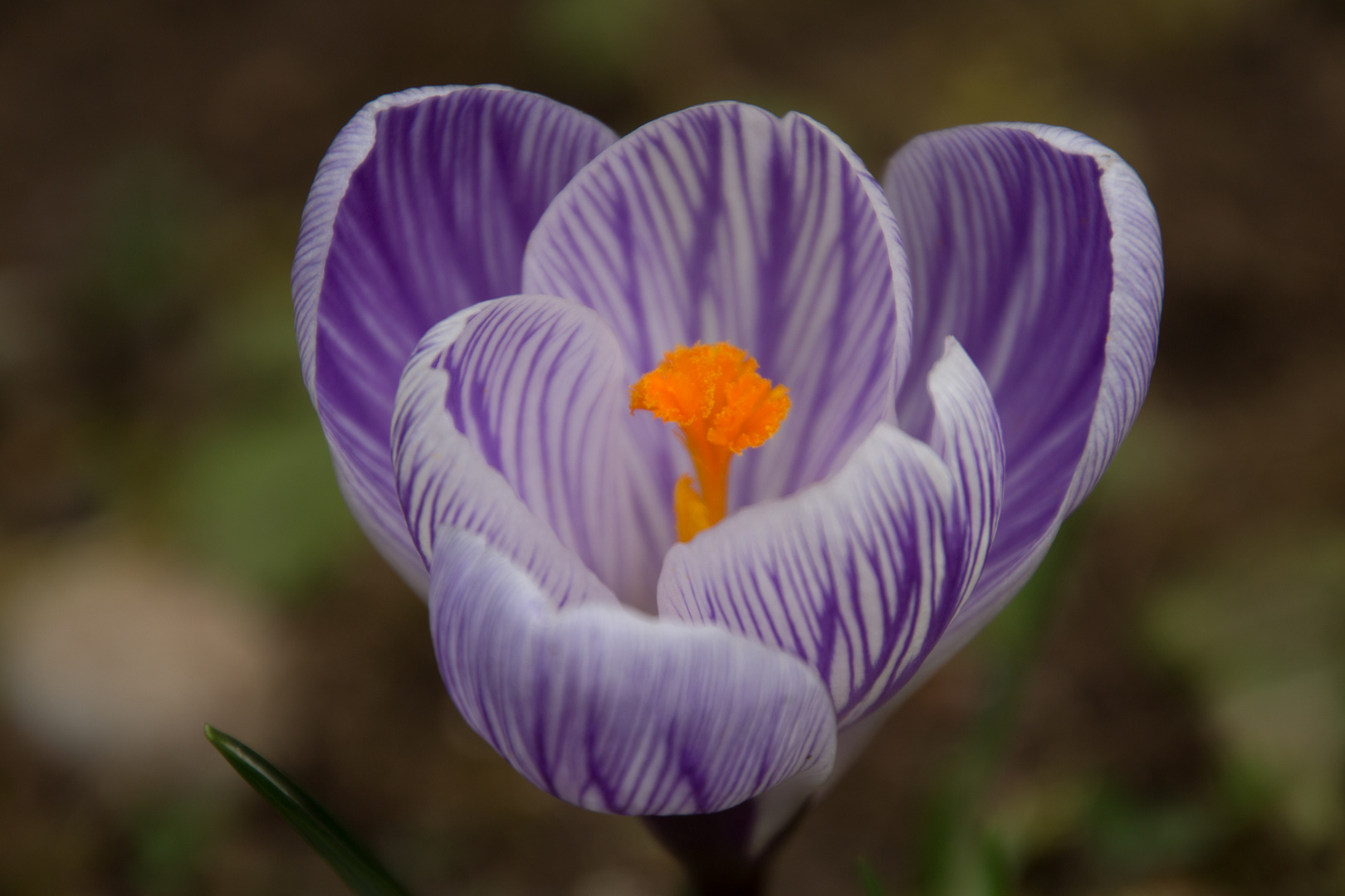 Gestreifte Blüte