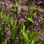 Gestreifte Chinaorchidee (Bletilla striata)