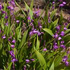 Gestreifte Chinaorchidee (Bletilla striata)