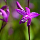 Gestreifte Chinaorchidee (Bletilla striata).