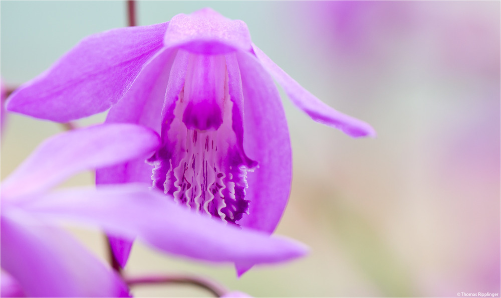 Gestreifte Chinaorchidee (Bletilla striata)