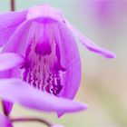 Gestreifte Chinaorchidee (Bletilla striata)