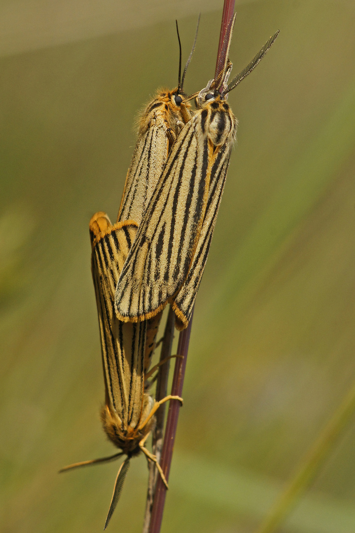 Gestreifte Grasbären (Spiris striata)