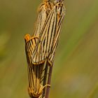 Gestreifte Grasbären (Spiris striata)