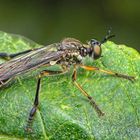 Gestreifte Habichtsfliege