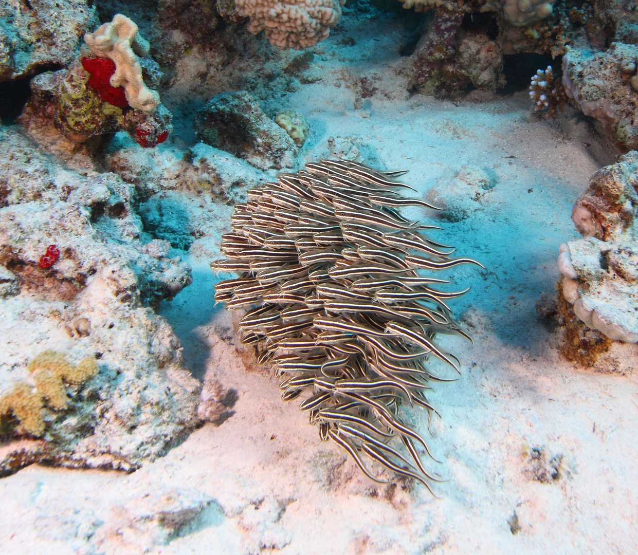 Gestreifte Korallenwelse