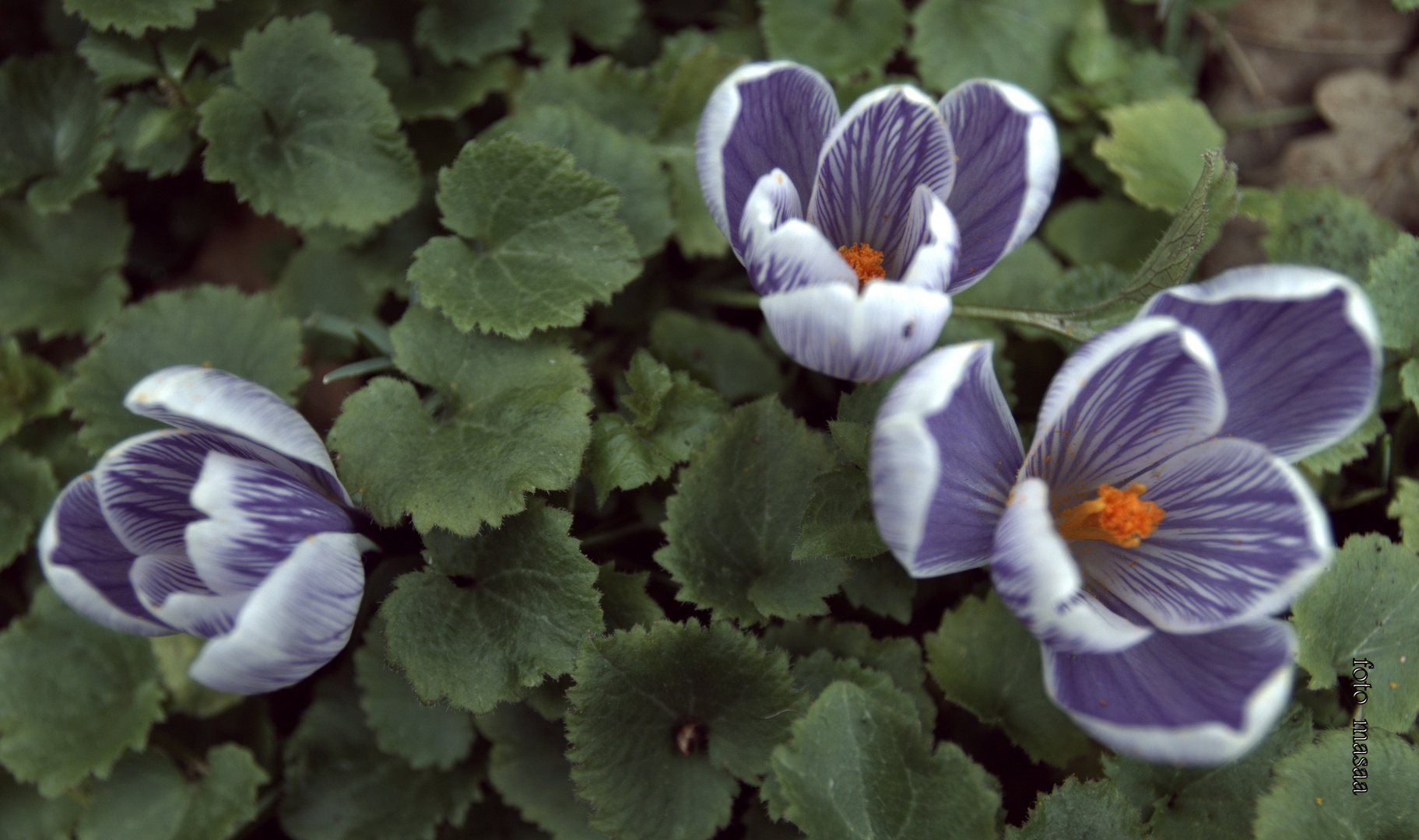 gestreifte Krokusse