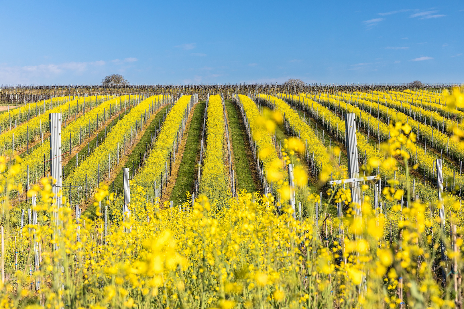 Gestreifte Landschaft