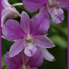 gestreifte Orchideenblueten