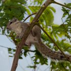 Gestreifte Palmenhörnchen