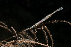 gestreifte Pfeilgarnele (Sawblade Shrimp/tozuma armatun)